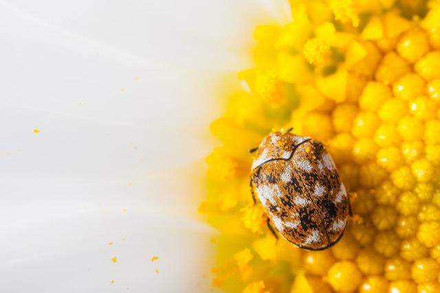 How to Know if You Have Carpet Beetles: 5 Signs to Look For