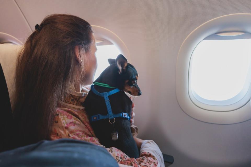 Some pet owners believe that their dog was put on a no-fly list. Shutterstock
