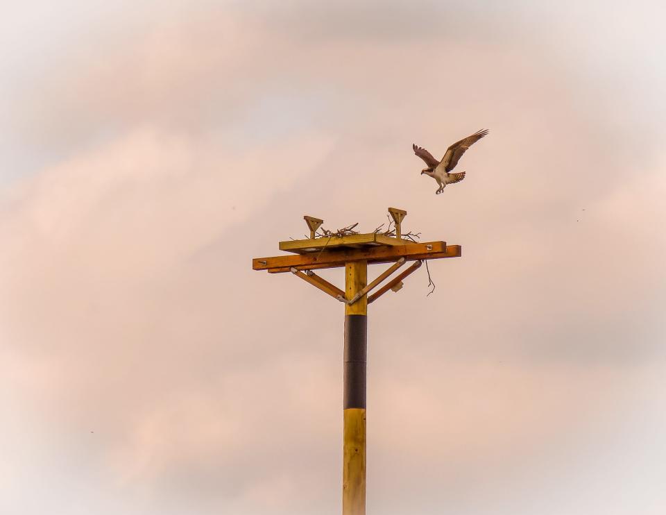 An osprey lands on the new nesting platform at Covert Road and state Route 95. Note the camera feed apparatus on the support below the platform. Plans call for adding a live video feed next year.