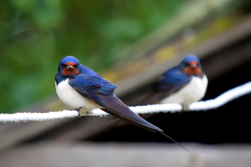 Two small blue birds with red face on wire