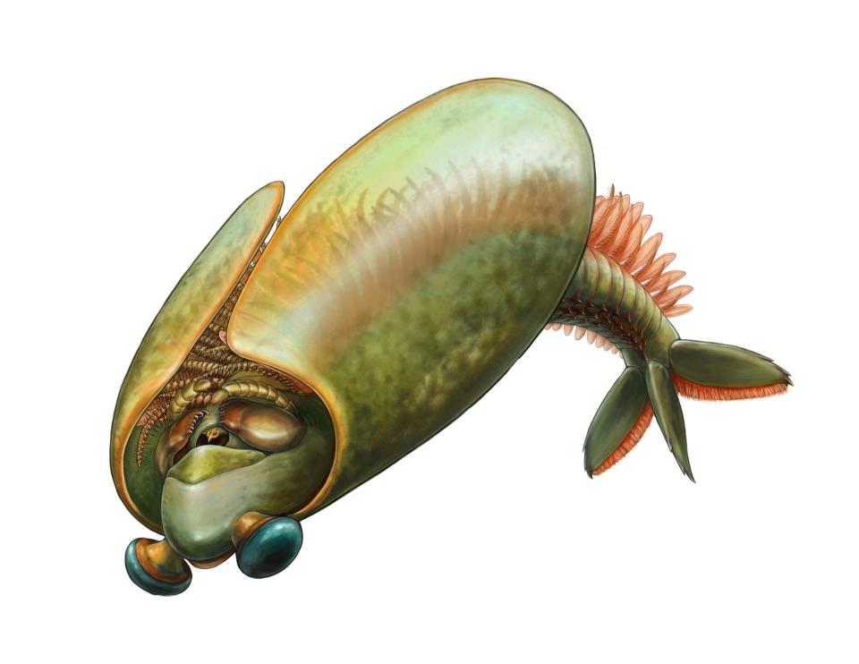 Odaraia alata is portrayed swimming upside down. You can see its large eyes and mandibles, or pincers, at the front near its mouth.