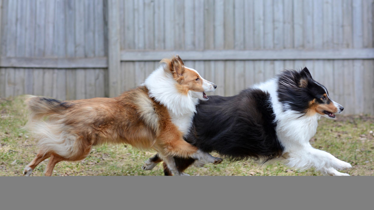 Shetland Sheepdogs