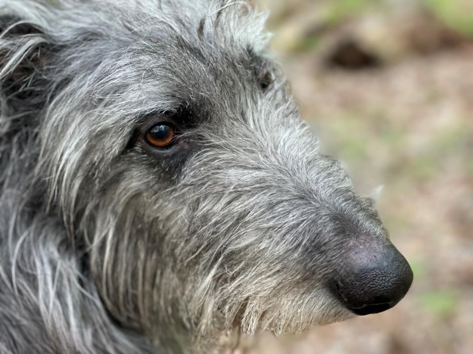 Christie Keith of Davisburg, Michigan says Nationwide won't renew coverage for Harper, an 8-year-old Scottish Deerhound, has been treated for a back injury.