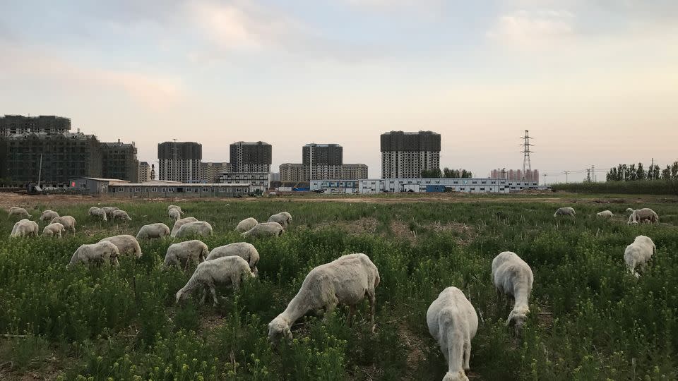 Sheep grazing on grass on the idled construction site of a high-end residential real estate project in Hebei province in April 2017. The project was suspended after the central government announced its decision to build the Xiong'an New Area. - Simon Song/South China Morning/Getty Images