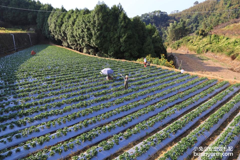 馬拉邦山金鑽草莓園