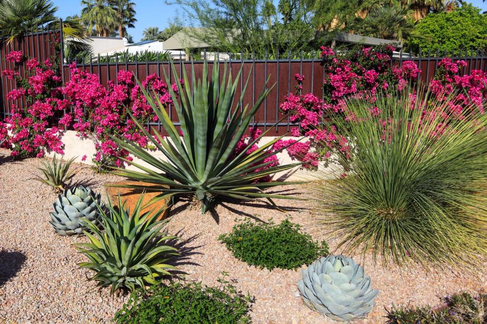 Xeriscape garden with pink flowers, grasses and perennials