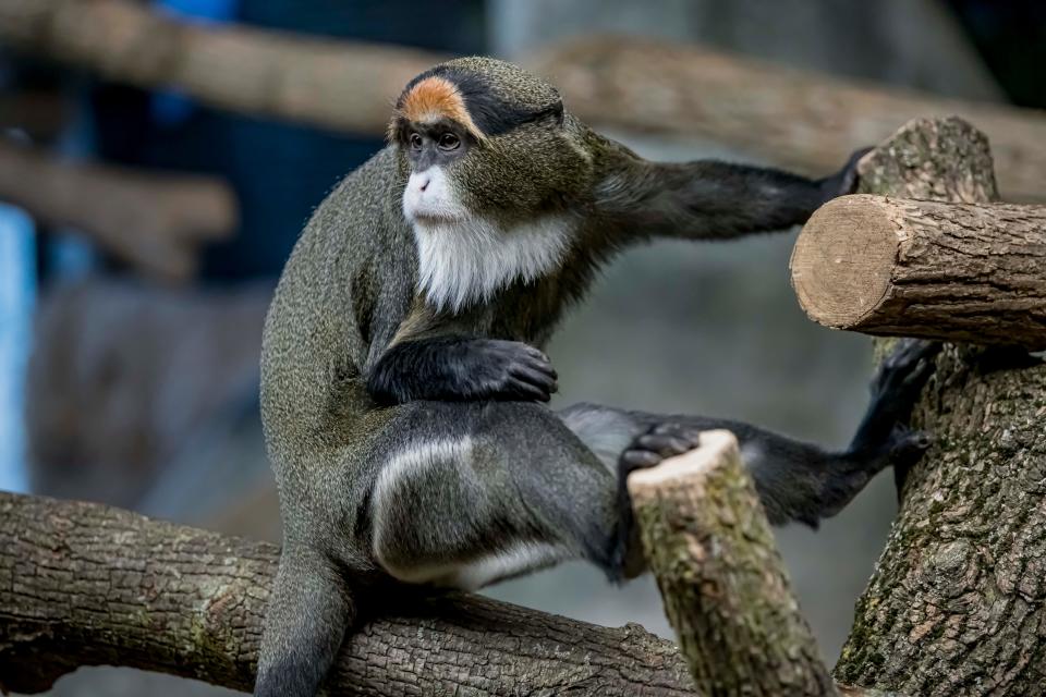 A De Brazza monkey sits in its Primates of the World habitat at the Milwaukee County Zoo. Two De Brazza's monkeys were introduced to their new home at the zoo in December.