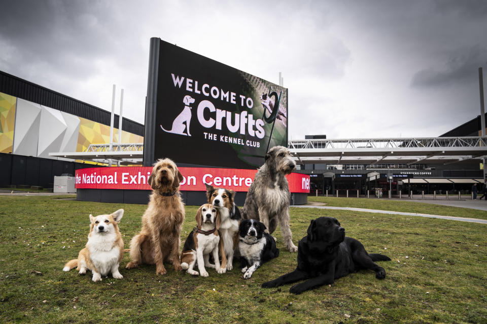 Dogs gather at the launch of Crufts 2023