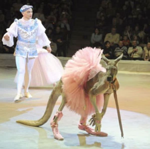 A photo of a kangaroo dressed as a ballerina at a Russian circus has infuriated Australian social media users. Source: Instagram/li_help_animals