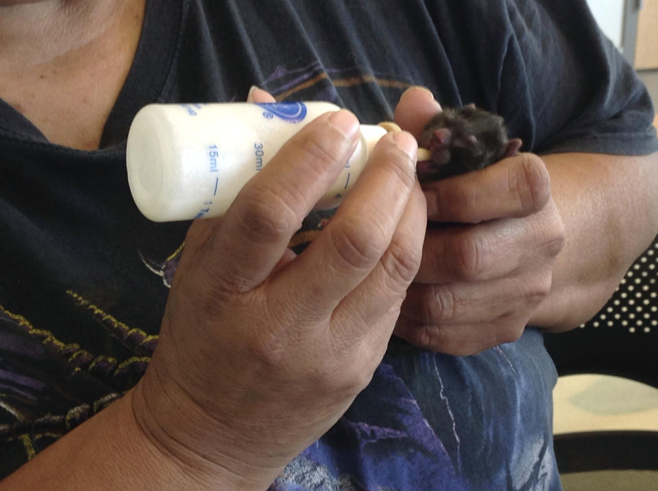 In this March 21, 2017 photo Diane Chase, feeds one of four kittens born to a stray cat that got its head stuck in a peanut butter jar after she was rescued the day before at the San Jacinto Shelter in Riverside, Calif. The stray cat they named Skippy, gave birth to a litter of kittens named Peanut, Butter, Jelly and Honey on Tuesday before she was euthanized. (Gail Wesson /The Press-Enterprise via AP)