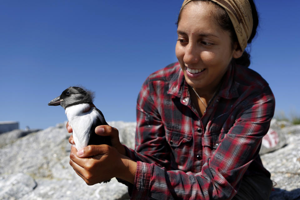 FILE - In this July 19, 2019, file photo, research assistant Andreinna Alvarez, of Ecuador, holds a puffin chick before weighing and banding the bird on Eastern Egg Rock, a small island off the coast of Maine. This year's warm summer was bad for Maine's beloved puffins. Far fewer chicks fledged than need to to stabilize the population. (AP Photo/Robert F. Bukaty, File)