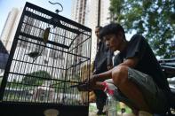 Capturing any native birds from the wild -- whether they are protected or not -- is illegal in Indonesia but law enforcement is lax