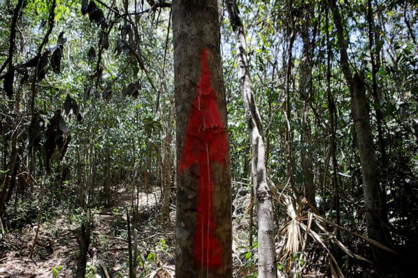 PHOTO: A tree is marked with a red arrow at the construction site of section 5 of the new Mayan Train route, in Playa del Carmen, Quintana Roo, Mexico April 23, 2022. (Jose Luis Gonzalez/Reuters)