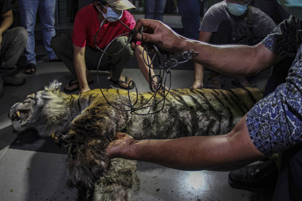 Members of Natural Resources Conservation Agency inspect a Sumatran tiger found dead after being caught in a snare trap in Pekanbaru, Riau province, Indonesia, Sunday, Oct 17, 2021. Authorities said Monday, that the death is the latest setback to a species whose numbers are estimated to have dwindled to about 400. (AP Photo/Rifka Majjid)