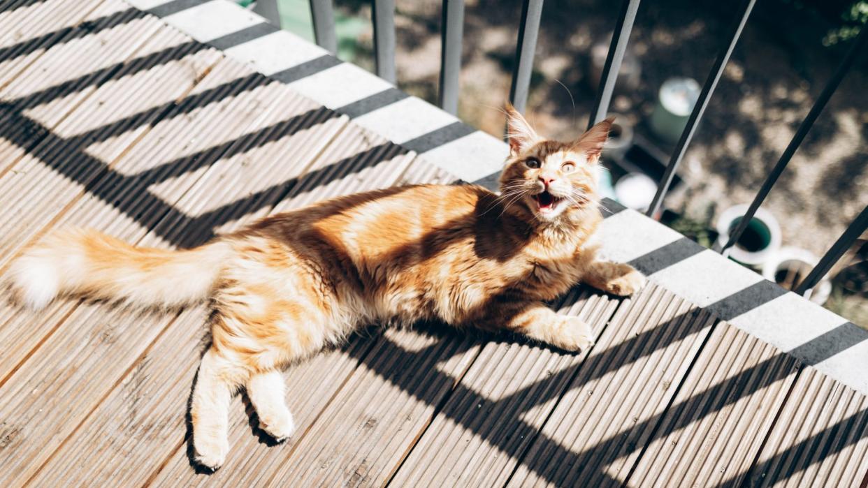  Cat sitting on the deck. 