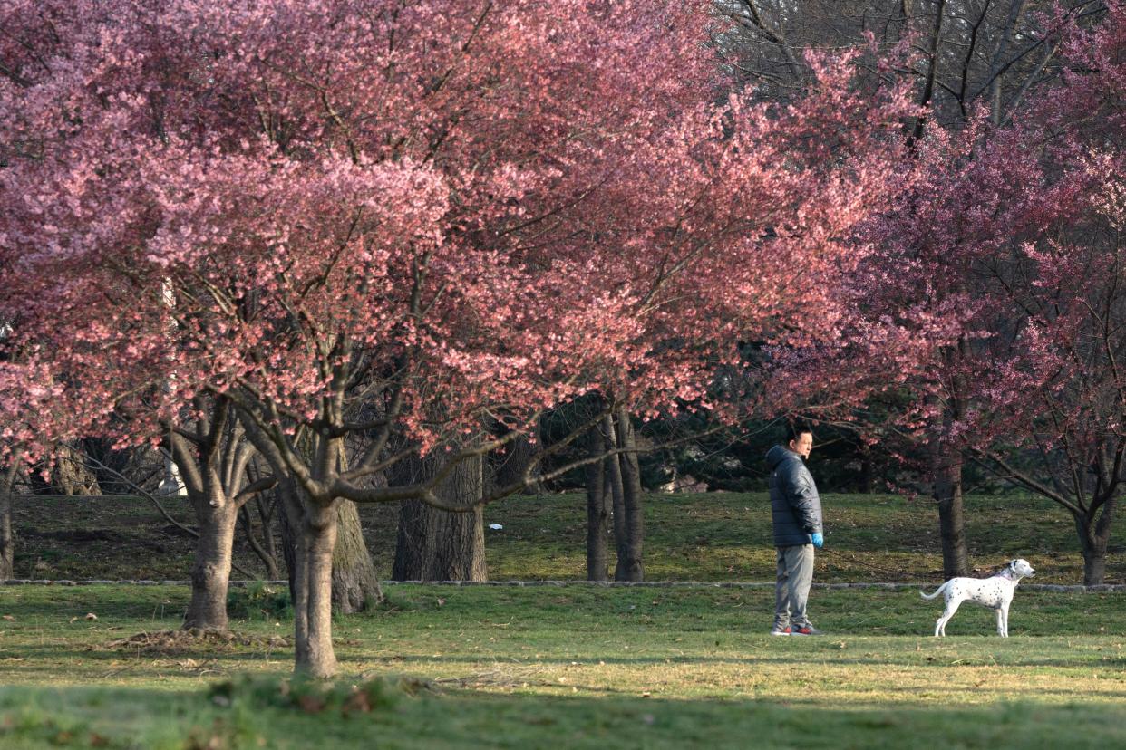 A few varieties of Japanese Flowering Cherry Blossom trees are beginning to flower at Branch Brook Park in Newark, NJ on Wednesday March 13, 2024.