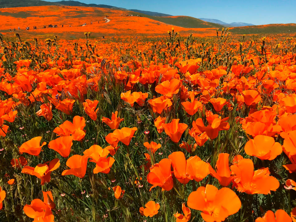 Wildflowers in California's Antelope Valley Poppy Reserve