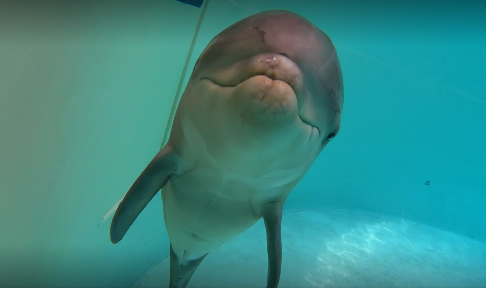 When the baby dolphin first arrived at SeaWorld Orlando, veterinarians weren't sure he'd survive due to the extent of his injuries. (Photo: SeaWorld Orlando)