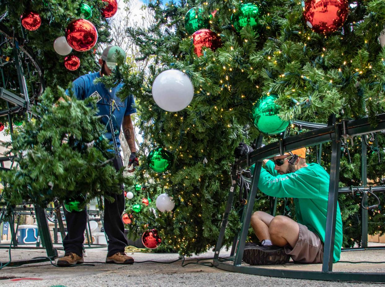 Workers from Christmas Designers help to connect branches of the Worth Avenue Christmas tree to its metal frame on Nov. 19. The lighting of the tree is set for Tuesday.