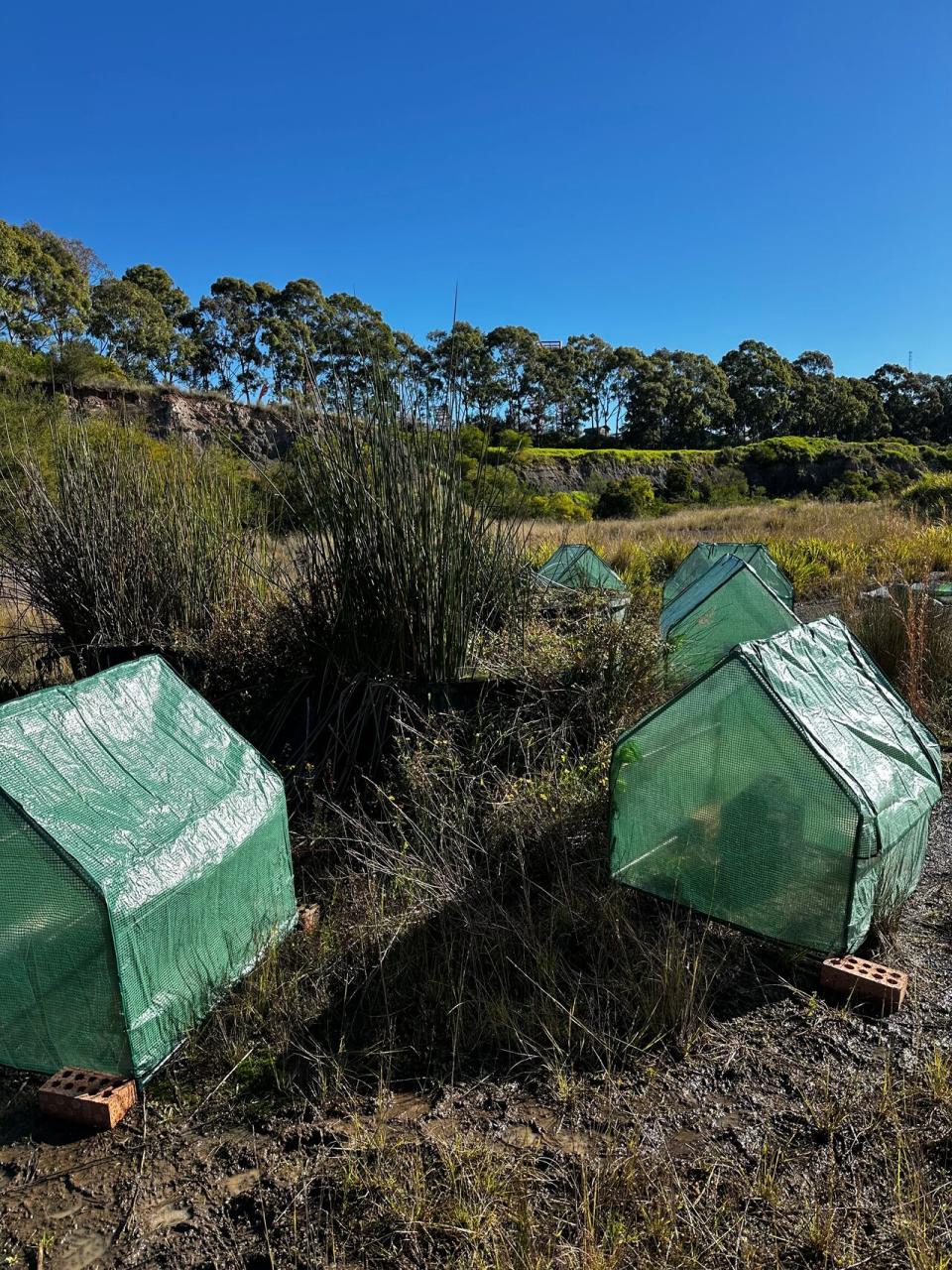Artificial shelters designed by a team at Macquarie University in Sydney. Inside these greenhouses are masonry bricks with holes to help frogs fight off a fungal disease by heating their bodies up. June 18, 2024. 