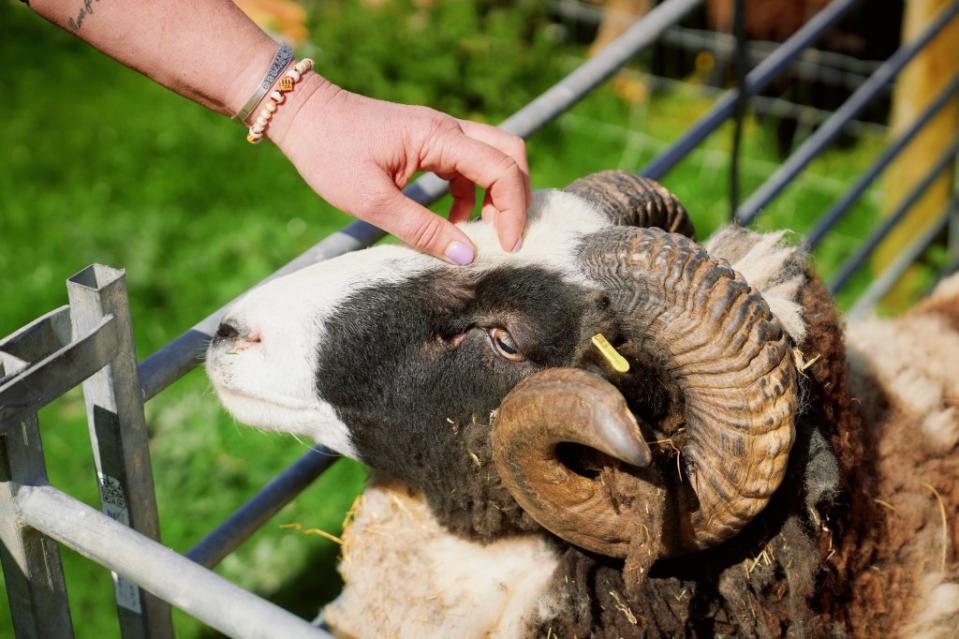 Bryce called her sheep the “naughtiest” animals. Emile Holba / The Wall Street Journal