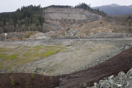 The debris field from a mudslide is seen partially cleaned-up in Oso, Washington March 19, 2015. REUTERS/David Ryder