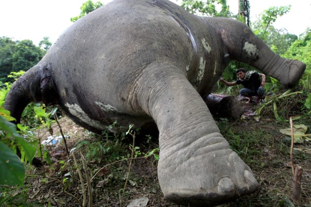 Indonesia Sumatran Elephant