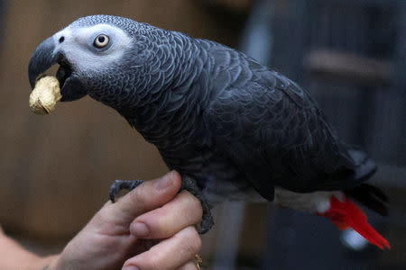 An African grey parrot is moved into a shelter ahead of the downfall of Hurricane Irma at the zoo in Miami, Florida, U.S. September 9, 2017. REUTERS/Adrees Latif