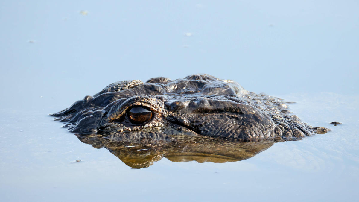 Police Seize 30-Year-Old Alligator Locked in New York State House, Owner Determined to Get Him Back