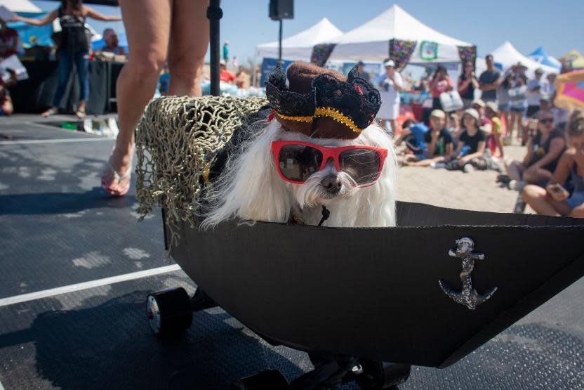 Surf Dog Surf-A-Thon