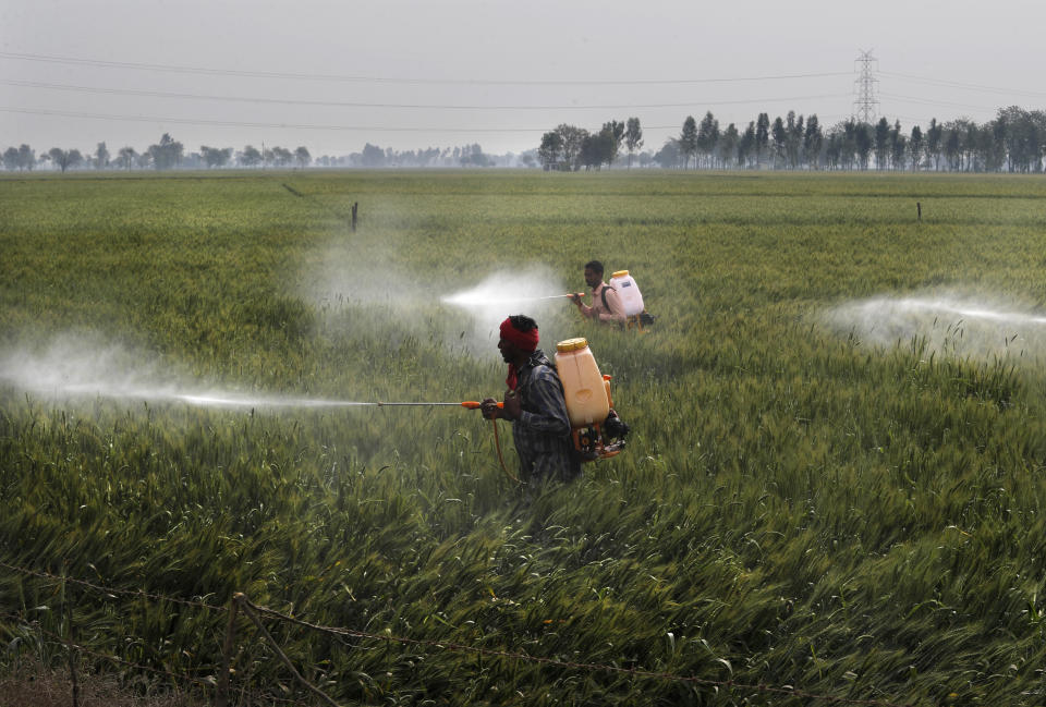 Workers spray pesticide on wheat crop in Ranish Kalan village in Moga district of Indian state of Punjab, Saturday, March 13, 2021. India's water crisis looms over the agrarian crisis that has been brewing for decades. And at its heart is a policy conundrum: India has been subsidizing the cultivation of rice in northern India, but these are thirsty crops that have depleted the ground water. (AP Photo/Manish Swarup)