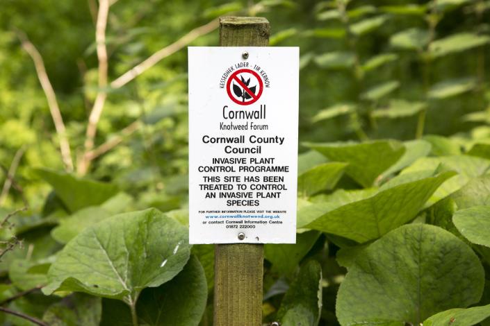 Invasive plant control of Japanese Knotweed, Fallopia japonica, near St Keverne, Cornwall, England, UK. (Photo by:Geography Photos/Universal Images Group via Getty Images)