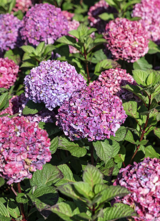 cheese grater stoned in the image of the pink hydrangea (rhodonite and  bloodstone)