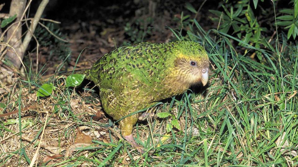 Kakapo