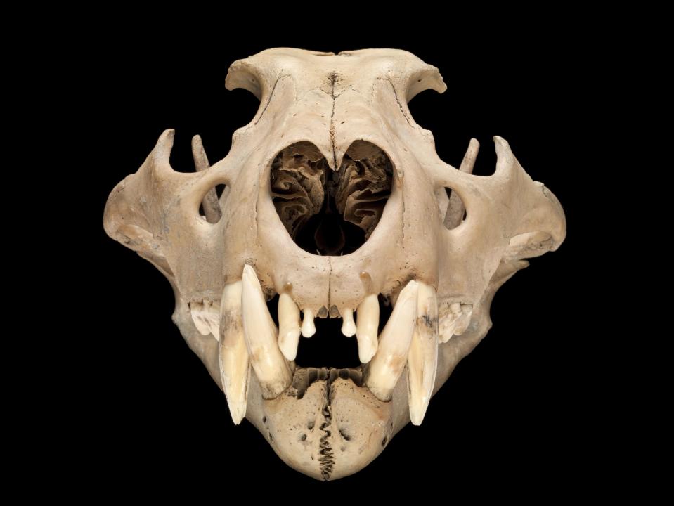 Barbary lion skull – a north African Barbary lion thought to have lived in the Tower of London around 1280–1385. This lion would have been the jewel of the King’s menagerie and, after the ancient native lions, is the oldest lion to be found in the UK. (Natural History Museum)