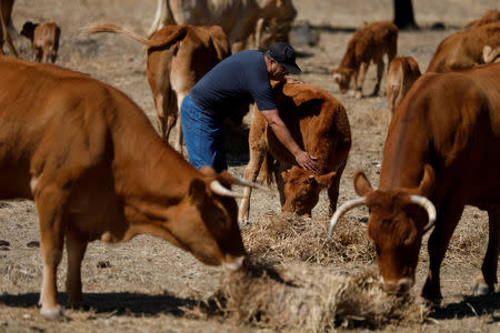Farmer Bento Carreto strokes a calf at his farm near Pias, Portugal, August 9, 2018. REUTERS/Rafael Marchante