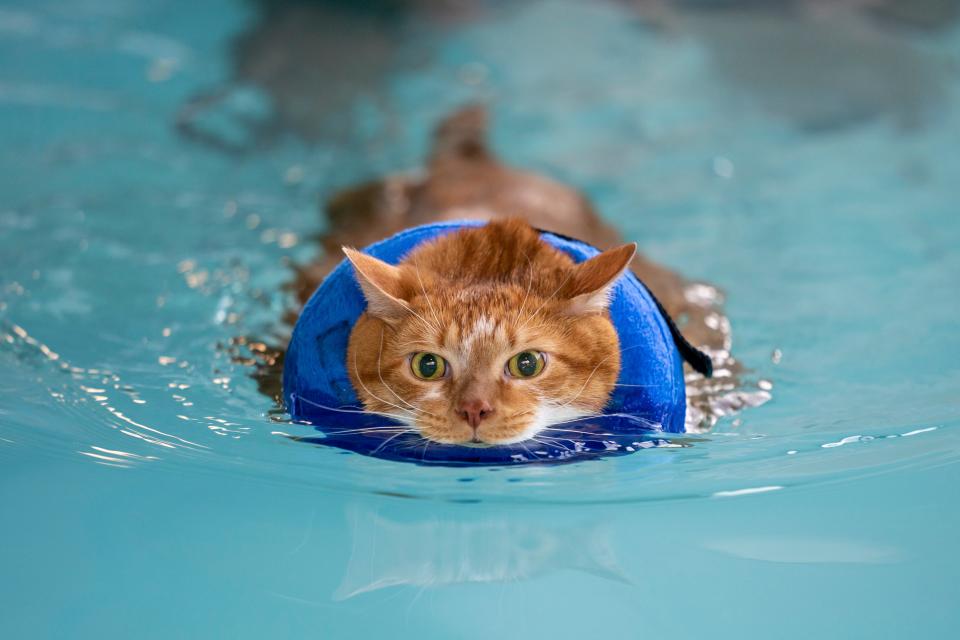 Ty swims during an aqua therapy session at the Canine Aquatic Center Wednesday, May 1, 2024. Nicknamed “Thicken Nugget,” Ty was surrendered to the Vanderburgh Humane Society at 30 pounds and diagnosed with morbid obesity. He must his goal weight of 20 pounds before adoption.