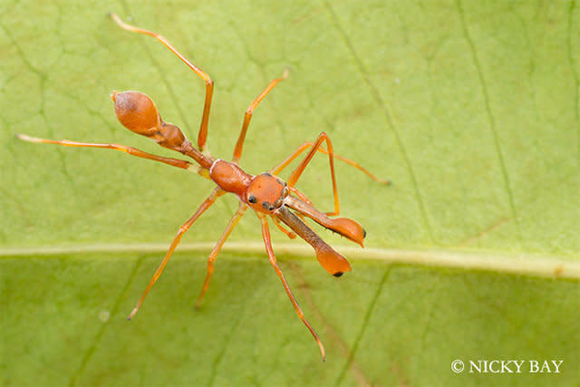 Ant Mimic Jumping Spider  Macro <a href="http://www.flickr.com/photos/nickadel/sets/72157634212989544/">spider images </a>by <a href="http://sgmacro.blogspot.com/">Nicky Bay</a>