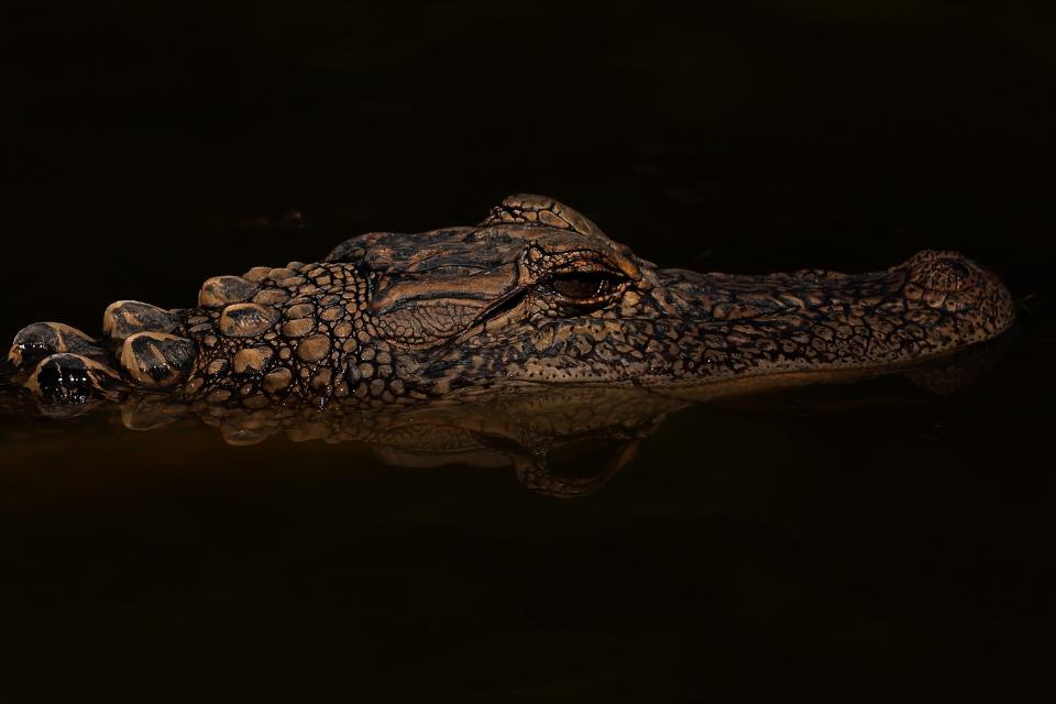 An alligator is pictured on April 21, 2023 in Avondale, Louisiana.