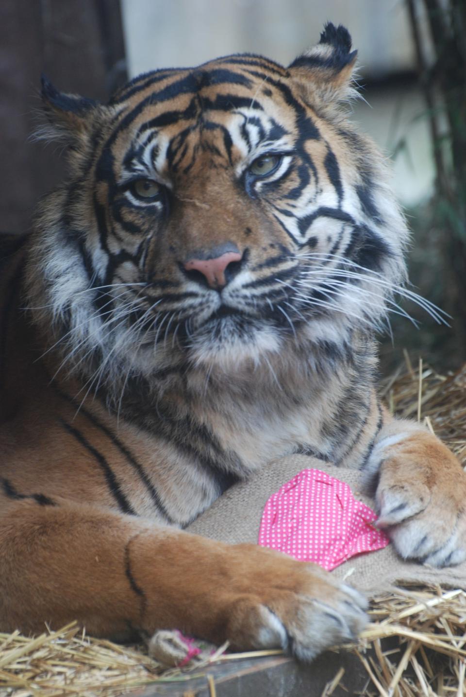 "We’ve tried lots of different scents and spices, and CK Obsession has proved by far to be their favorite – and as we saw today it certainly helps encourage some romance between them," zookeeper Teague Stubbington said.