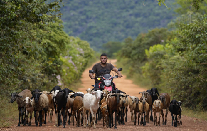 A man herds goats on the Raposa Serra do Sol Indigenous reserve in Roraima state, Brazil, Saturday, Nov. 6, 2021. Unlike most reserves in the Brazilian Amazon featuring lush rainforest, Raposa Serra do Sol is mostly tropical savannah. (AP Photo/Andre Penner)