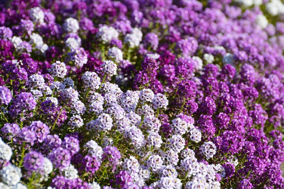 9) Sweet Alyssum