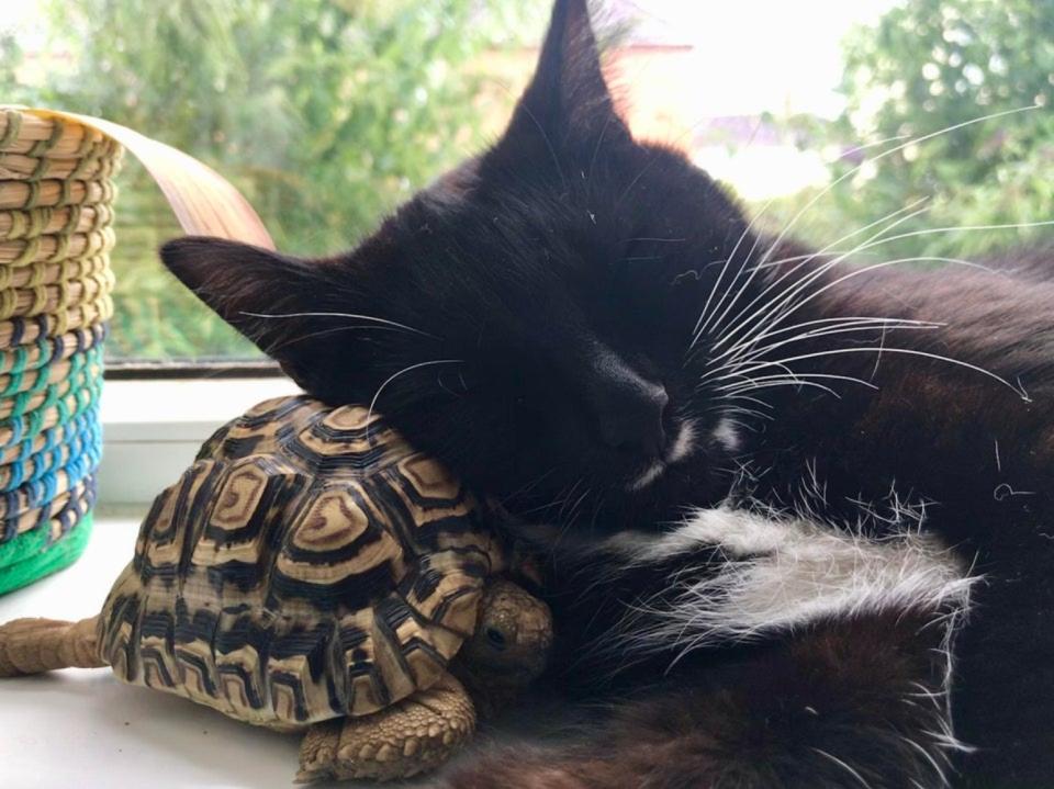 “Azizi y Storm: hora de mimos”. (Foto: reddit / <a href="http://www.reddit.com/r/unlikelyfriends/comments/h7nfaw/azizi_storm_cuddle_time/" rel="nofollow noopener" target="_blank" data-ylk="slk:firewoodisland;elm:context_link;itc:0;sec:content-canvas" class="link ">firewoodisland</a>).