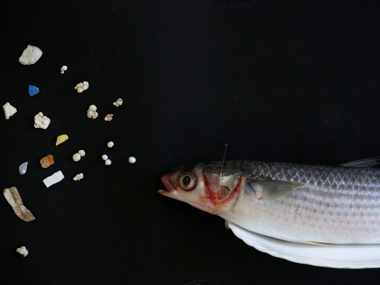 fish microplastics