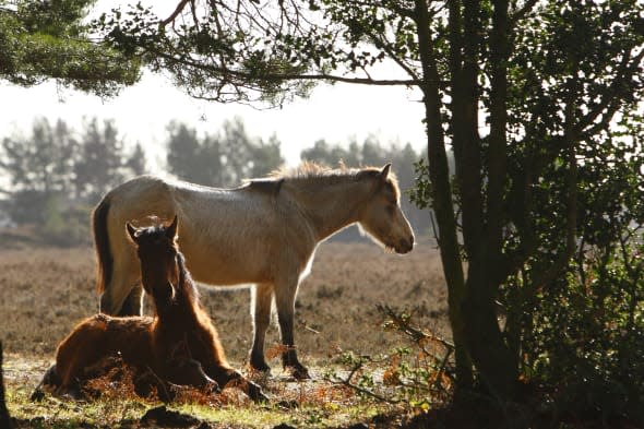 New Forest National Park