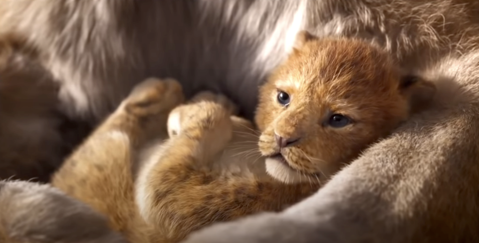 baby Simba cuddled in his mom's arms