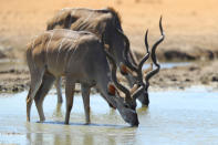 <p>Two kudu drink from Owakao springs in the Dolomite section of Etosha National Park. (Photo: Gordon Donovan/Yahoo News) </p>