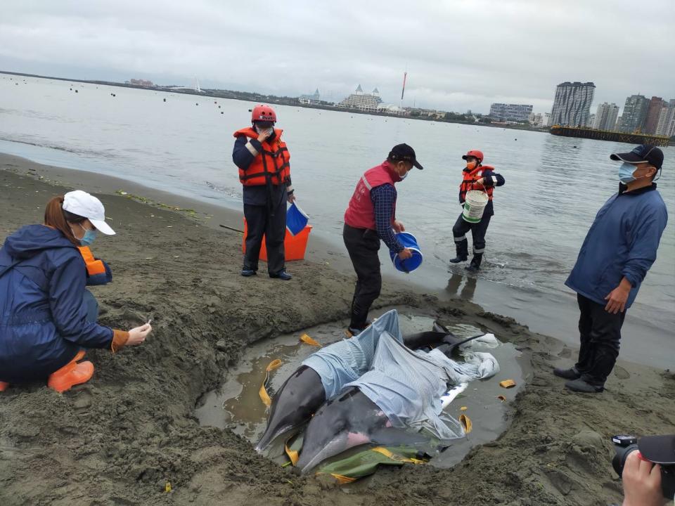 動保員至海岸邊救援擱淺糙齒海豚。