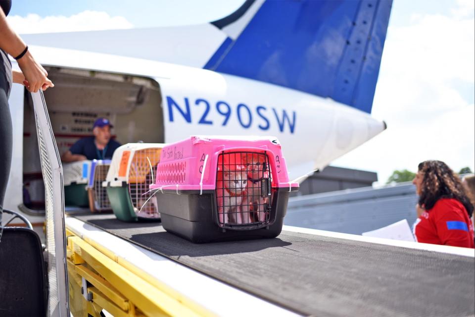 pets in crates loading off the plane from the puerto rico rescue flight