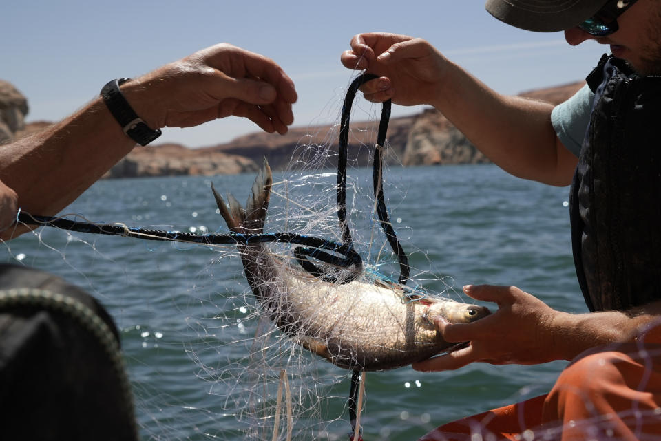 A Utah State University research team untangles a gizzard shad from a gillnet net on Tuesday, June 7, 2022, in Page, Ariz. They are on a mission to save the humpback chub, an ancient fish under assault from nonnative predators in the Colorado River. (AP Photo/Brittany Peterson)